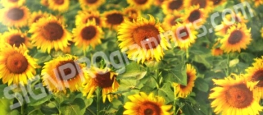 Real sunflowers