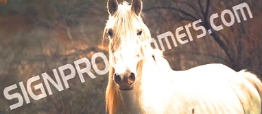 Horse backgrounds