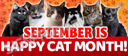 September is happy cat month