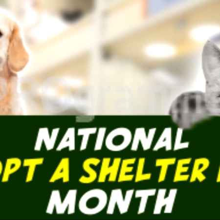 October is national adopt a shelter dog month