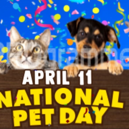 April 11 is national pet day