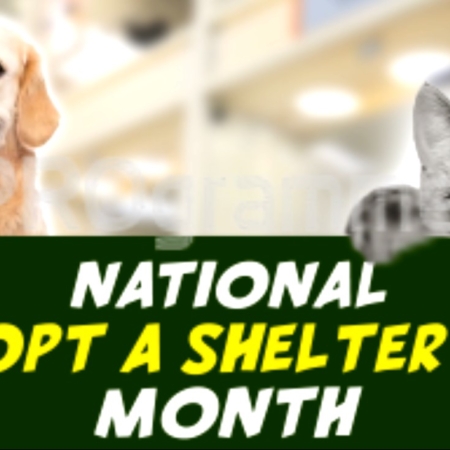 national adopt a shelter pet day